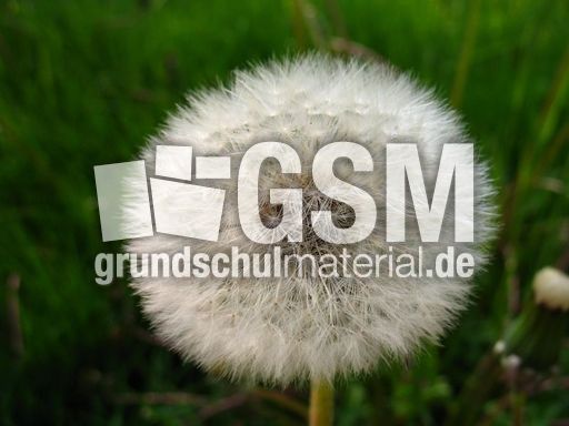 Pusteblume 004.JPG